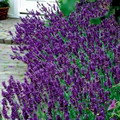 Angustifolia Mill,lavender, true lavender, narrow-leaved lavender
